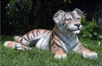 Tiger Cub Lying 